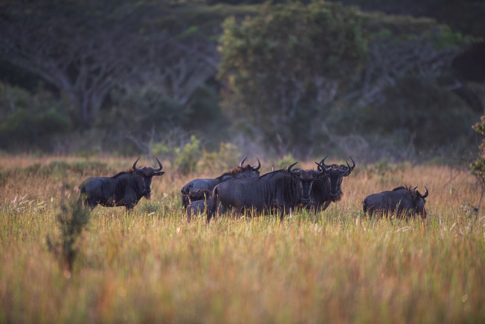 Malawi-Zambia